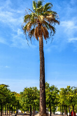 Obraz premium Parque de la Alameda Vieja en Jerez de la Frontera, Cádiz