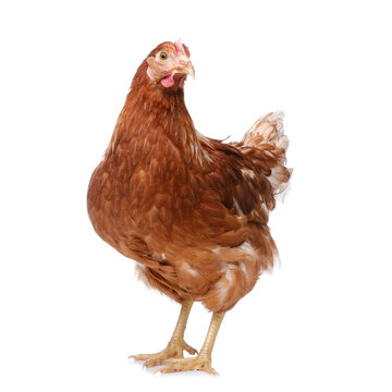 Beautiful chicken on white background. Domestic animal