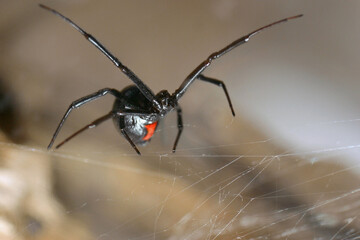 close up black widow on web showing hourglass marking