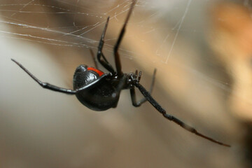 black widow spider hanging upside-down on web close-up