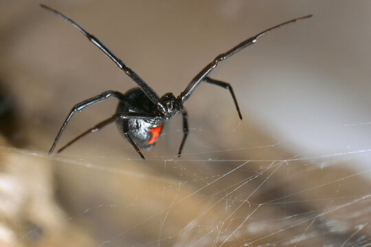 close up black widow on web showing hourglass marking