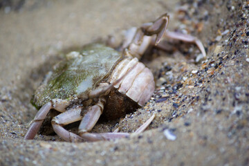 Crab on the beach