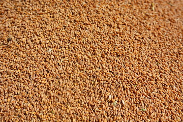 The grains of wheat collected in heaps during harvesting