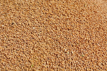 The grains of wheat collected in heaps during harvesting