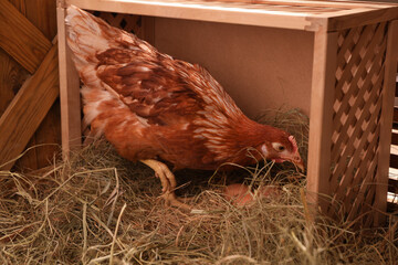 Beautiful chicken in nesting box with eggs inside of henhouse © New Africa
