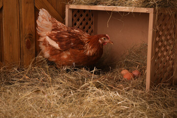 Beautiful chicken near nesting box with eggs in henhouse © New Africa