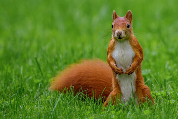 Eichhörnchen (Sciurus vulgaris) © Rolf Müller