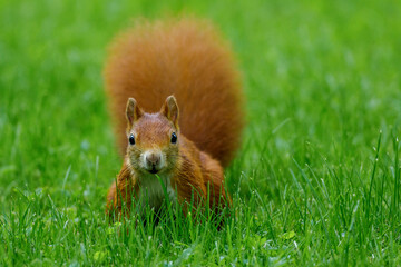 Eichhörnchen (Sciurus vulgaris) © Rolf Müller
