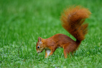 Eichhörnchen (Sciurus vulgaris) versteckt eine Nuss