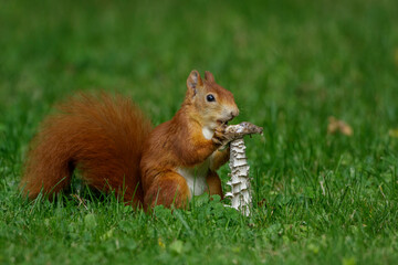 Eichhörnchen (Sciurus vulgaris) frisst Pilz