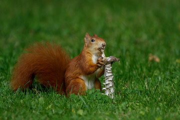 Eichhörnchen (Sciurus vulgaris) frisst Pilz