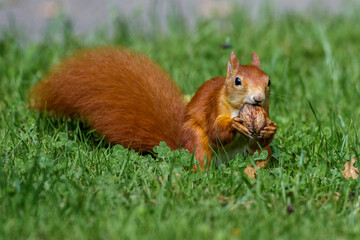Eichhörnchen (Sciurus vulgaris)