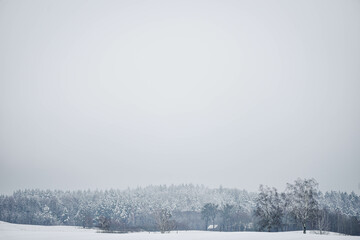 snow covered trees