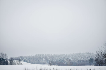 snow covered trees