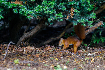Eichhörnchen (Sciurus vulgaris) vergräbt eine Nuss © Rolf Müller