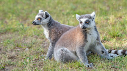 Portrait of two funny ring-tailed Madagascar lemurs enjoying summer, close up, details. Concept biodiversity and wildlife conservation.