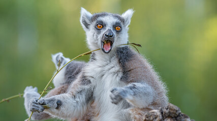 Portrait of two funny ring-tailed Madagascar lemurs enjoying summer, close up, details. Concept biodiversity and wildlife conservation.