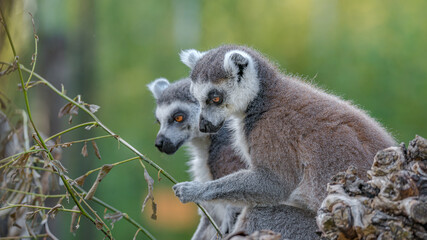 Portrait of two funny ring-tailed Madagascar lemurs enjoying summer, close up, details. Concept biodiversity and wildlife conservation.