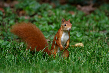 Eichhörnchen (Sciurus vulgaris)