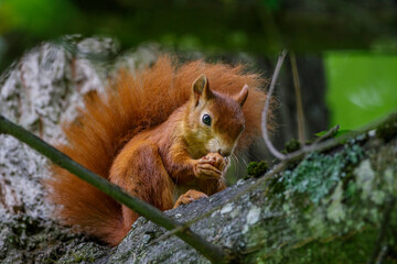 Eichhörnchen (Sciurus vulgaris)