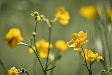 daffodils in spring