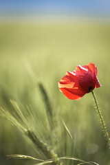 poppy in a field