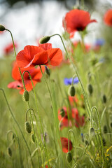 red flowers