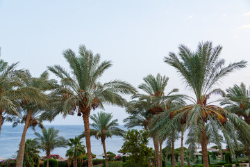 Fototapeta na wymiar Tops of date palms with fruits against a light sky.