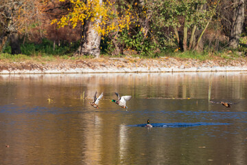 Male and female ducks swim in the water on a pond in the setting sun.