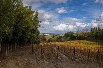 Naklejka premium Blick über Weinberge in Herbstfarben und Bäume auf San Gimignano im Hintergrund in der Toskana