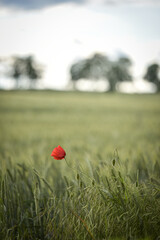 poppy in the field