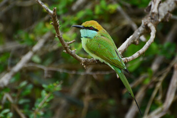 Sri Lankan Green Bee-eater (Merops orientalis ceylonicus) perched on a twig at Bundala National Park, Sri Lanka