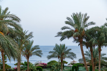 Fototapeta na wymiar Date palms against the background of the sea coast and the blue sky.