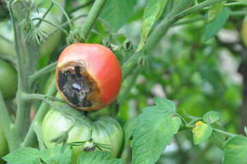 Plant disease. Red tomato with rot in the center.