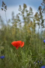 red poppy flower