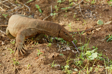 Bengal monitor (Varanus bengalensis bengalensis) darting its tongue in and out at Bundala National...