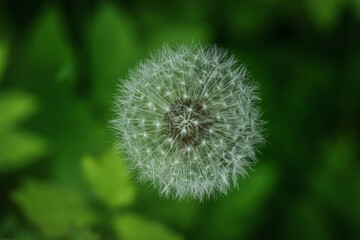 Fototapeta premium dandelion