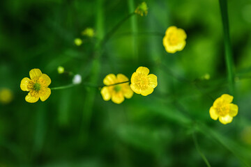 yellow flowers