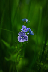 blue flower in the garden