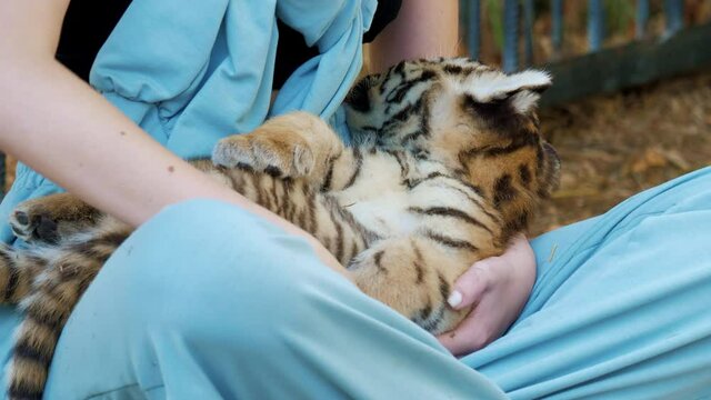 Faceless woman strokes fur of tiger cub lying on her legs. Contact zoo. Cute animal puppy, pet relaxing near girl. Zookeeper takes care about wild cat baby. Friendship with beast