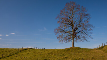 Fototapeta na wymiar Baum im Herbst auf einen Hügel