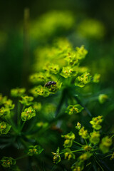 green leaf in the rain