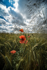 poppies in the field