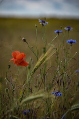 poppies in the field