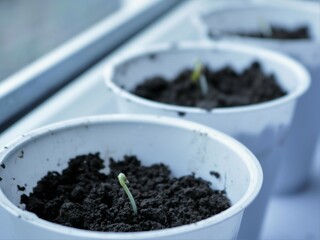 white plastic containers with small sprouted cannabis sprouts standing on the windowsill, growing marijuana at home from seeds, young cannabis seedlings in white pots by the window in the apartment