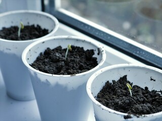 white pots with sprouted plant sprouts on the windowsill, growing seedlings of alternative herbs in containers on the windowsill, self-cultivating marijuana at home, germinating young cannabis