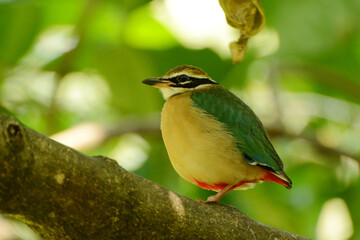 Indian Pitta (Pitta brachyura) perched on a branch at Royal Botanical Gardens in Peradeniya, Sri Lanka.