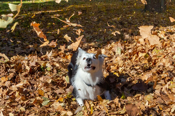 Purebred Border Collie dog playing among the dry autumn leaves. Pets. Dog playing in the park