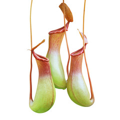Pitcher Plants, Nepenthes Isolated on White Background with Clip