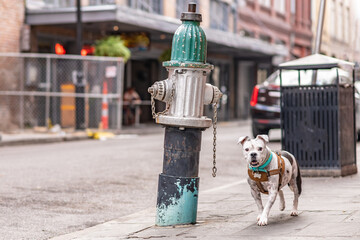 A beautiful little dog walks off leash by a raised fire hydrant along a street in the French...